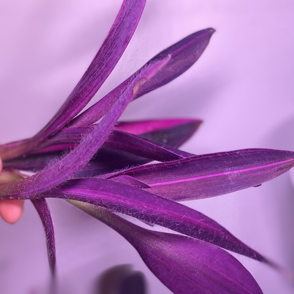 (3) Rare tradescantia variegated pallida ‘pink stripe’ cuttings - Picture 4 of 12